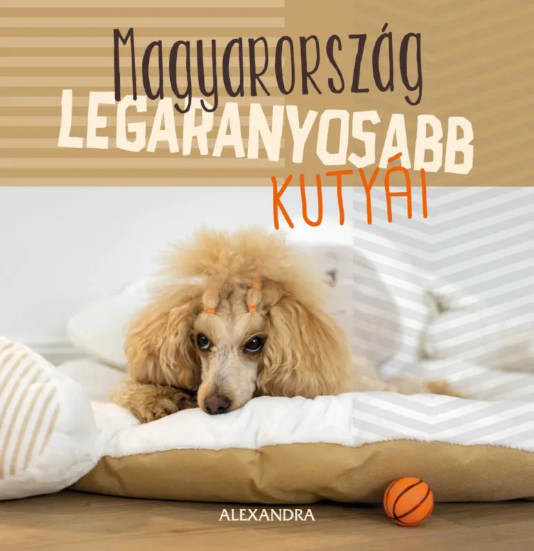 Alacsony ár Magyarország legaranyosabb kutyái