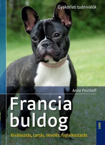 Csak ma Francia buldog