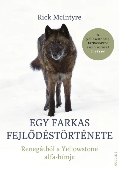 Akció Egy farkas fejlődéstörténete - Renegátból a Yellowstone alfa-hímje