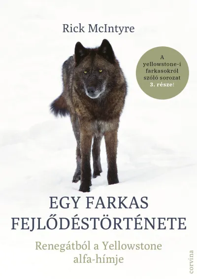 Egy farkas fejlődéstörténete - Renegátból a Yellowstone alfa-hímje Ne maradj le
