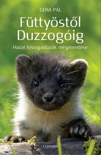 Füttyöstől Duzzogóig - Hazai kisragadozók megmentése Gyors szállítás