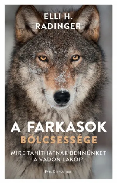 A farkasok bölcsessége - Mire taníthatnak bennünket a vadon lakói? Ne maradj le