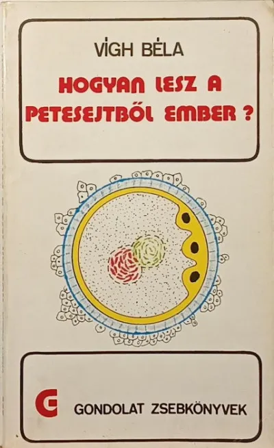 Hogyan lesz a petesejtből ember? Expressz szállítás