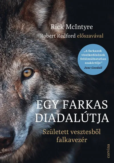 Egy farkas diadalútja - Született vesztesből falkavezér Utolsó esély