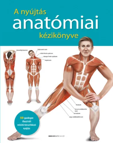 A nyújtás anatómiai kézikönyve Árcsökkenés